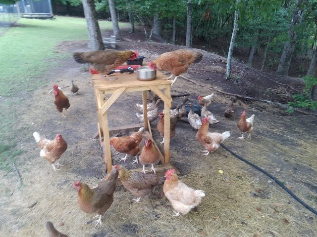 Flock of hens