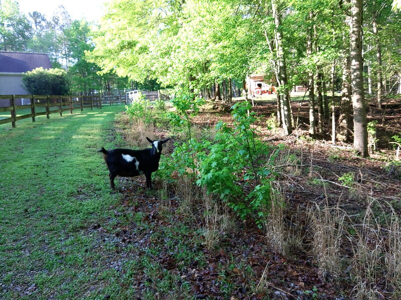 Goat along the fence line