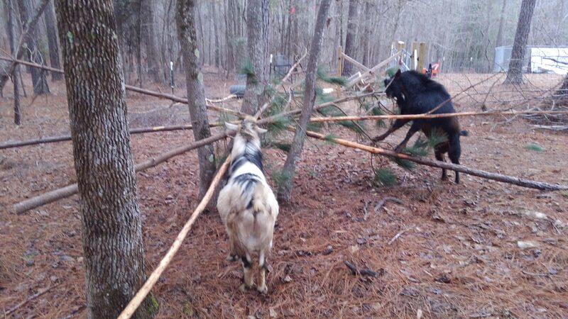 Goats in the pine trees