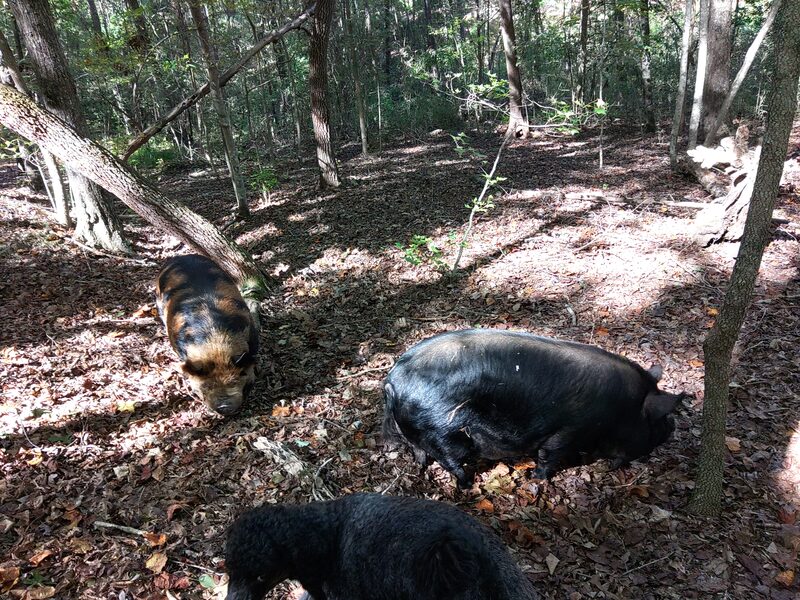 KuneKune pigs foraging in the woods