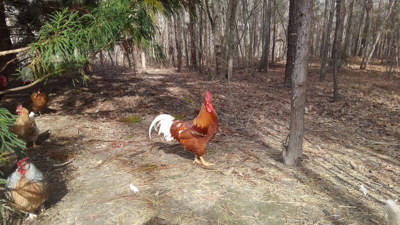 Rooster and hens free ranging